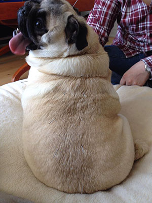 lucy_pug1_smaller