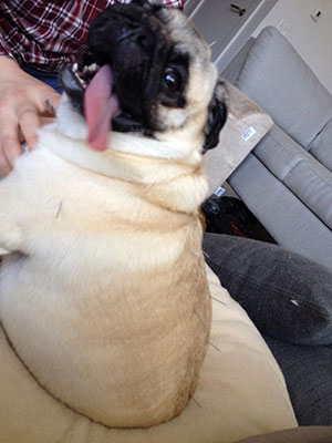 lucy_pug_smaller
