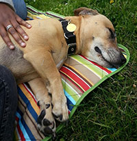 photo of dog sleeping on a blanket on the grass