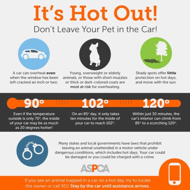 infographic: It's Hot Out! Don't Leave Your Pet in the Car!