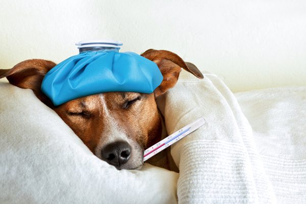 photo of a dog who looks sick with thermometer in mouth