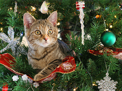 photo of a cat in a christmas tree