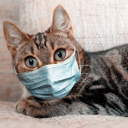 photo of a cat wearing a surgical mask